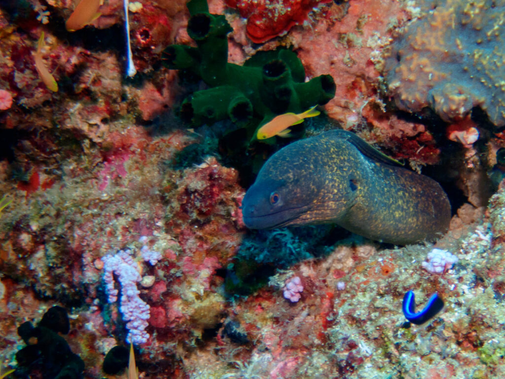 Moray Day