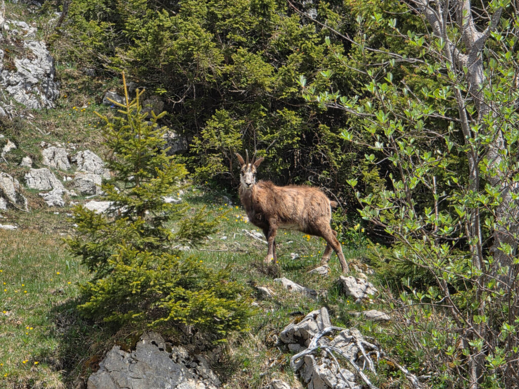 05 E16 St-Cergue – Nyon Jura Höhenweg